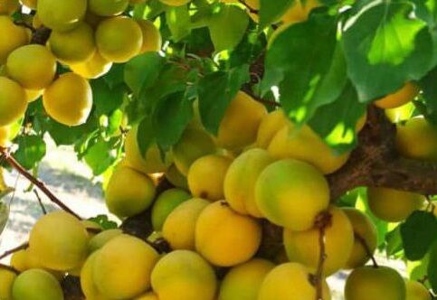 برداشت ۱۶ هزار تن محصول زردآلو در شهرستان جلفا