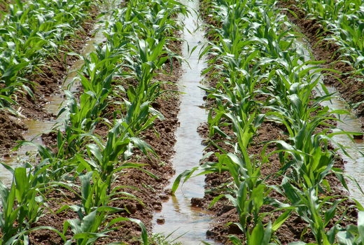 کشت ذرت در اراضی کشاورزی استان قزوین آغاز شد