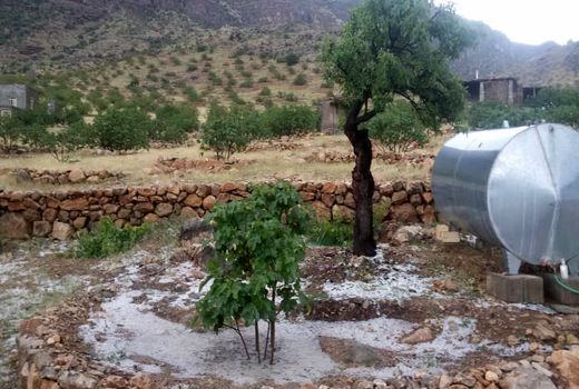 خسارت ۹۳میلیاردی تگرگ به باغ‌های نی‌ریز