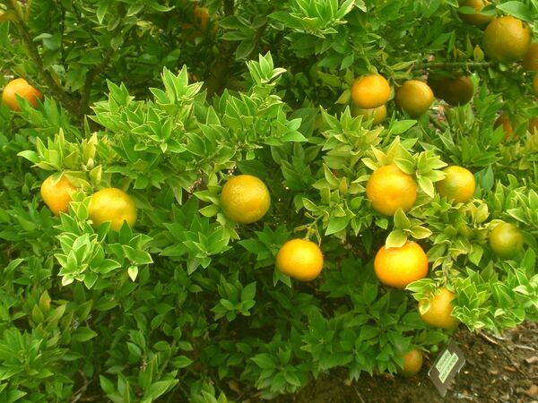 3 هزار تن مرکبات در سیستان و بلوچستان برداشت می شود