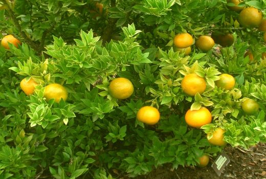 3 هزار تن مرکبات در سیستان و بلوچستان برداشت می شود