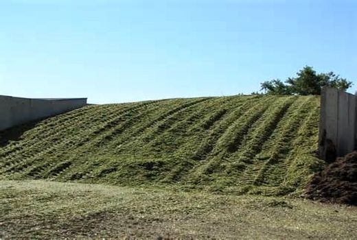 تولید 7 هزار تن ذرت علوفه ای در سپیدان