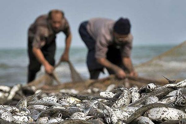 بهبود اکوسیستم آبی با رهاسازی بچه ماهی در حمیدیه