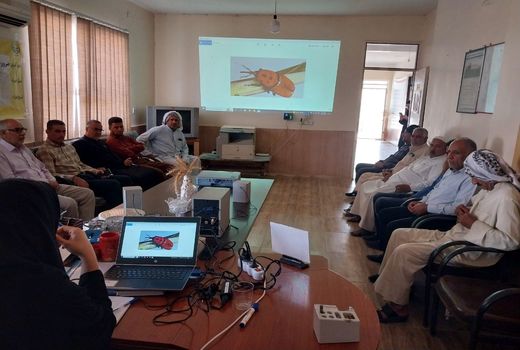 شناسایی آفت سرخرطومی حنایی خرما در نخیلات اهواز