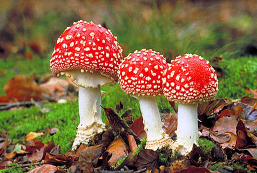 مرگ در کمین شکارچیان قارچ