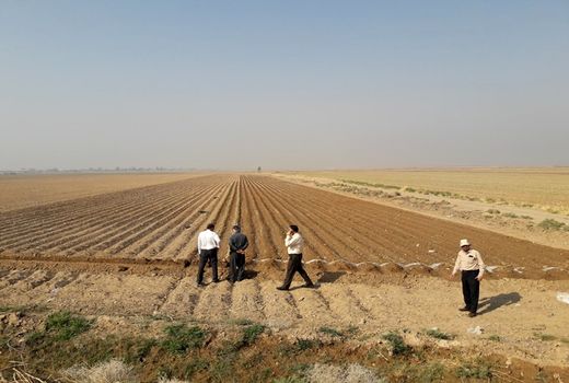 کاشت ذرت به‌صورت نشاء برای اولین بار در استان ایلام