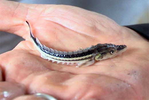 رشد چشمگیر تولید و صادرات خاویار/ احیای ذخایر آبزیان بومی در ایران
 ادامه دارد

