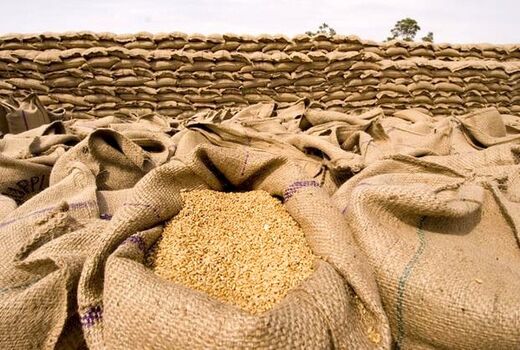 کاهش واردات، به دنبال افزایش خرید تضمینی گندم