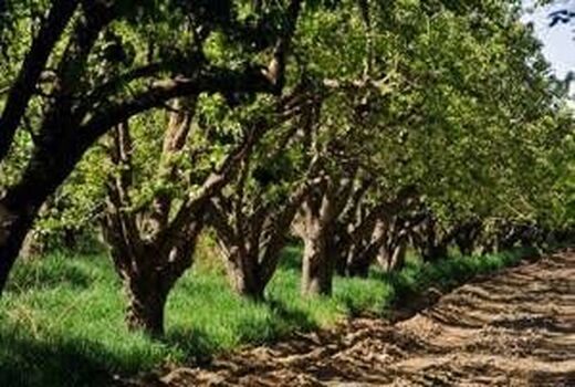 چهار هزار هکتار از باغ‌های کهگیلویه و بویراحمد زیر چتر حفاظتی روغن پاشی زمستانه