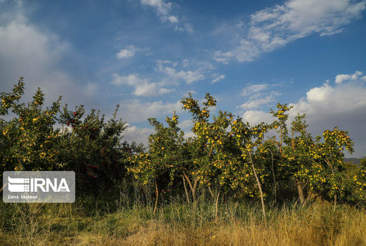 زیان‌های تغییرات اقلیمی ؛ این بار دامن‌گیر تولیدات باغی