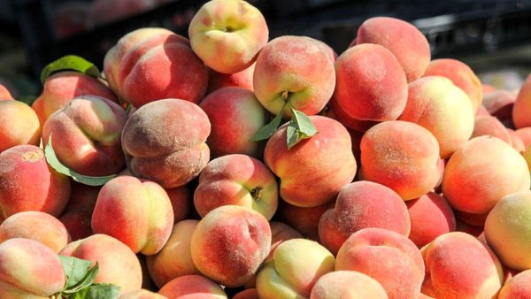 کام باغداران سامانی تلخ شد