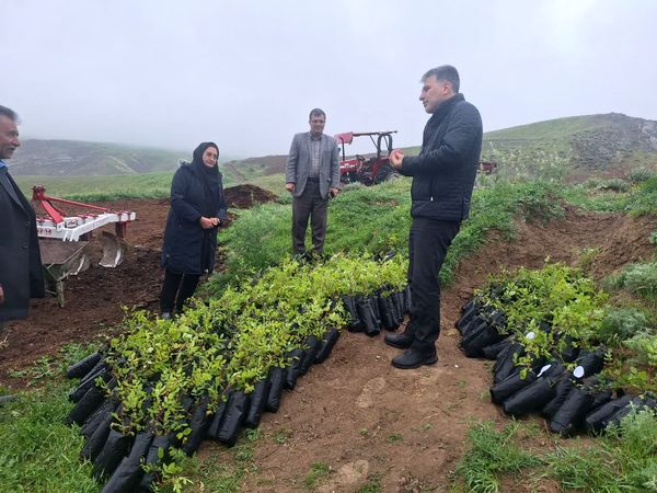توسعه باغات سماق در هوراند؛ گام جدید برای حفاظت ذخایر ژنتیکی و بهره‌برداری پایدار