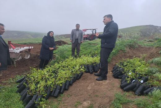 توسعه باغات سماق در هوراند؛ گام جدید برای حفاظت ذخایر ژنتیکی و بهره‌برداری پایدار