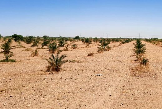 توسعه و بهبود روش‌های پرورش خرما در کارون