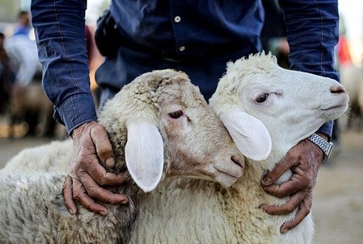 استقرار ۳۲ گروه دامپزشکی برای نظارت بر ذبح بهداشتی در عید قربان 