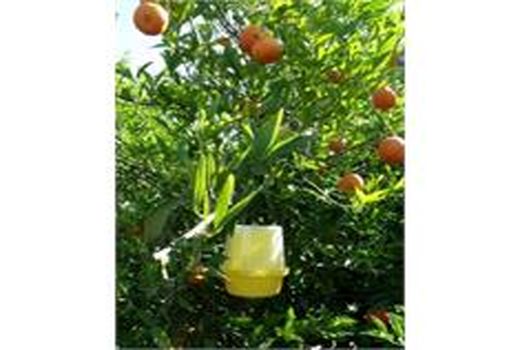 ردیابی مگس میوه در 72 هزار هکتار از باغ های مازندران/ شکار 64 هزار مگس