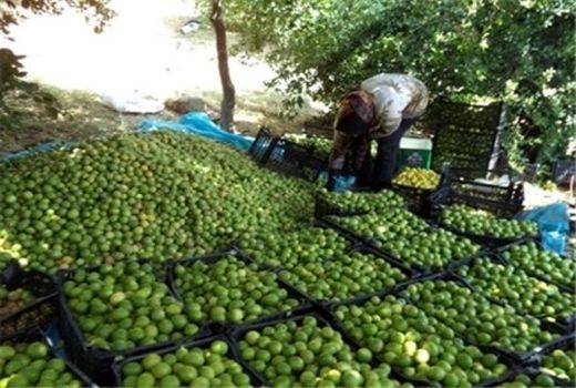 برداشت لیموترش از باغ های رستم 