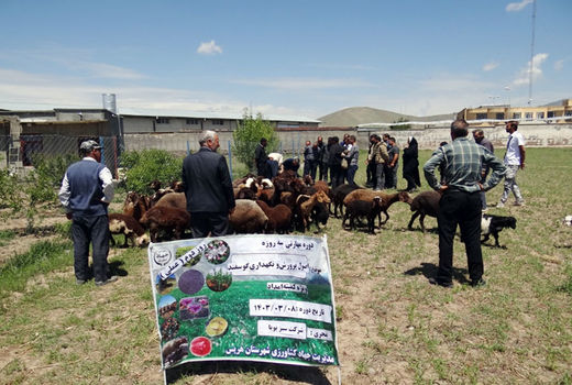 برگزاری دوره پرورش و نگهداری گوسفند در شهرستان هریس