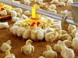 جوجه‌ریزی در مرغداری‌های کردستان هشت درصد افزایش یافت