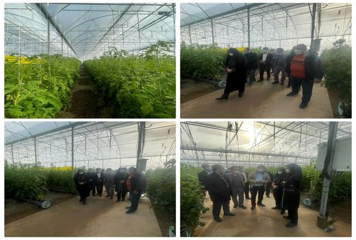 بازدید رییس سازمان جهاد کشاورزی استان قزوین از گلخانه مدرن تازه تاسیس در بویین زهرا