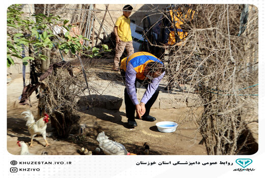 واکسیناسیون رایگان طیور بومی خوزستان در مقابل نیوکاسل
