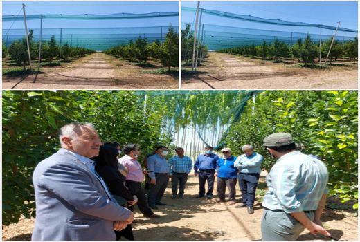 استانداردترین مدل سایبان باغات میوه کشور در قزوین به بهره‌برداری می‌رسد