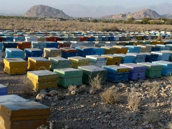 زنبورداران تا دو روز دیگر برای ثبت نام در طرح سرشماری زنبورستان ها فرصت دارند