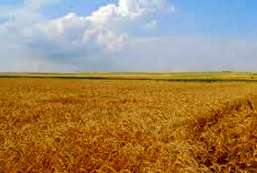 کشاورزان بیمه‌گزار خوزستان، نگران پرداخت خسارت نباشند