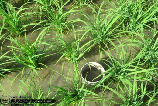 آبیاری تناوبی 22 هزار هکتار شالیزار بابل