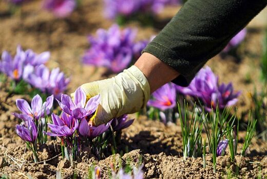 پیش بینی تولید 180 کیلوگرم زعفران در مرودشت