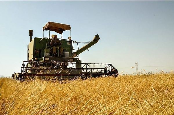 آغاز برداشت غلات در سطح شهرستان مهران
