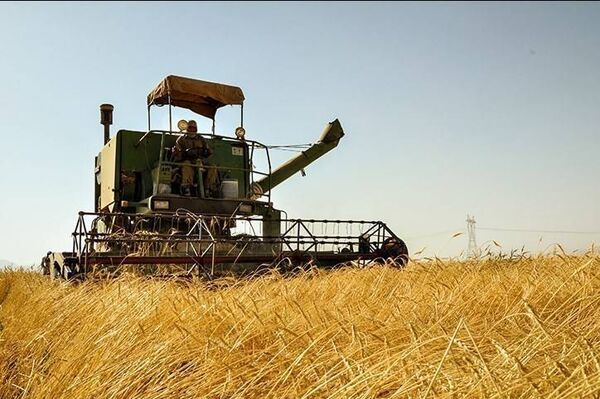 آغاز برداشت غلات در سطح شهرستان مهران