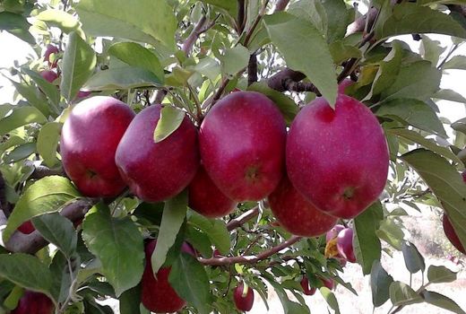 آغاز خرید سیب درختی درجه 3 برای حمایت از باغداران