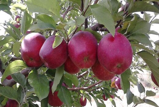 آغاز خرید سیب درختی درجه 3 برای حمایت از باغداران