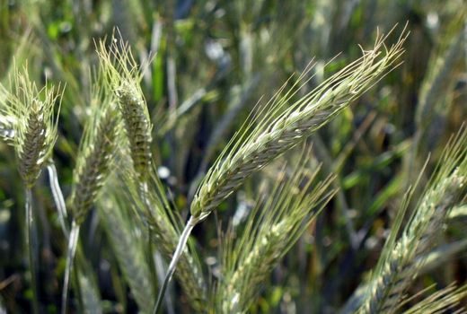 چند رقم اولویت‌دار بذر هیبریدی ثبت شد