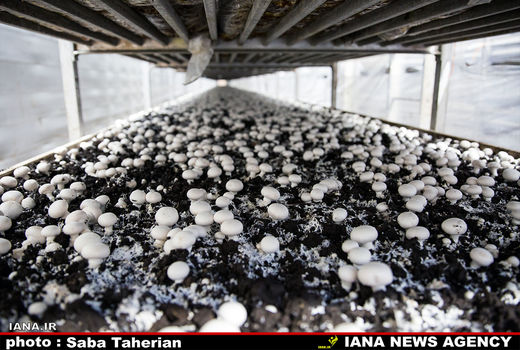 واحدهای پرورش قارچ خوراکی در سال ١٣٩٩ بیش از ١٠٦ هزار تن قارچ خوراکی تولید کردند