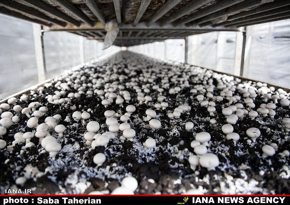 کارخانه قارچ