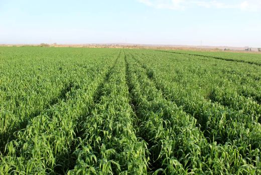 صرفه‌جویی 30 درصدی در مصرف آب و زمان آبیاری از مزایای کشت روی پشته