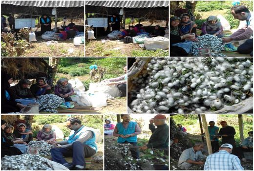 برداشت پیله کرم ابریشم در شهرستان  املش
