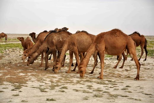 43 هزار نفر شتر در سیستان و بلوچستان پلاک کوبی شدند