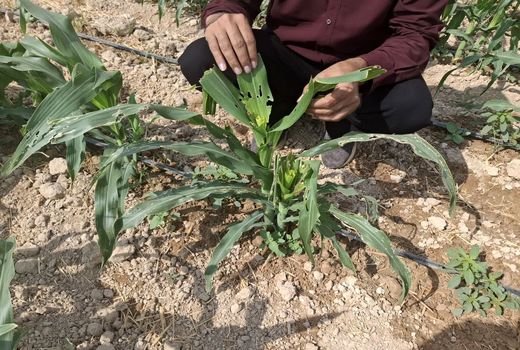 آفت برگخوار پاییزه به مزارع کازرون وارد شد