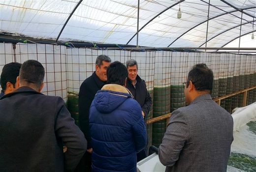 تولید سالانه 18 تن ماده خشک جلبک  به دو روش بیوفنس و استخر سرپوشیده در آذربایجان شرقی