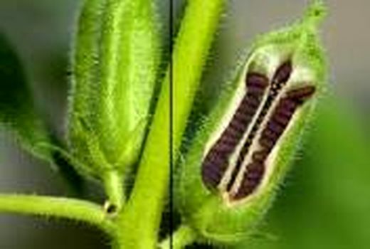 اختصاص ۱۰۸ هکتار از اراضی کشاورزی دهلران به کشت کنجد