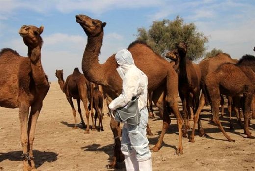 ۹۰ درصد شتر‌های استان بوشهر هویت‌دار شده‌اند 