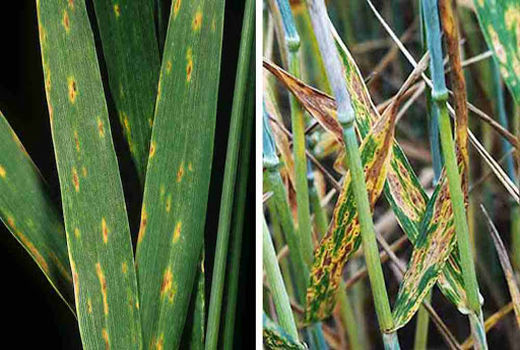 اجرای طرح پایلوت کنترل بیماری‌های برگی گندم