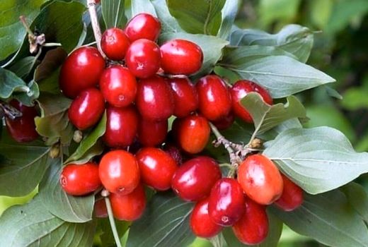 برداشت زغال اخته از باغات قزوین آغاز شد