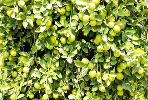 آغاز برداشت لیموترش از باغات فراشبند