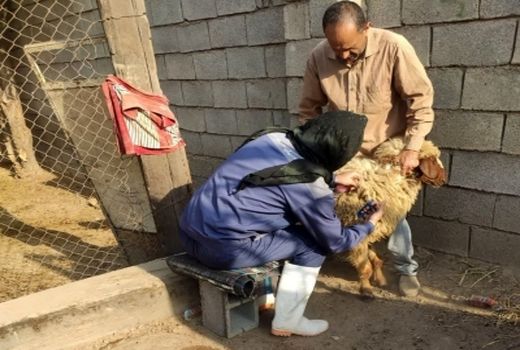 ایمن‌سازی بیش از  دو هزار راس دام سبک و سنگین علیه بیماری تب برفکی در کرخه