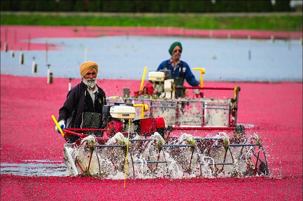 برداشت زغال اخته در کانادا