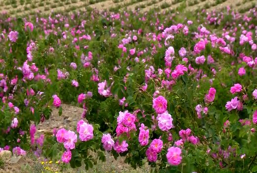 تولید بیش از  پنج هزار و 800 تن گل محمدی در آذربایجان شرقی